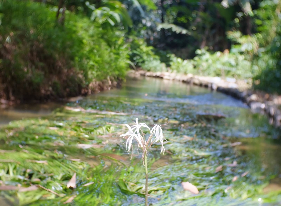 พลับพลึงธาร บ้านบางวัน